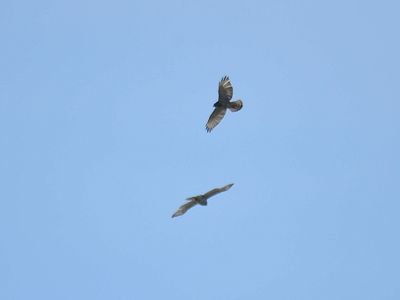 broad-winged hawk BRD7942.JPG