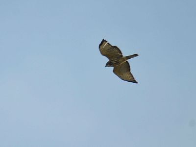 broad-winged hawk BRD7972.JPG