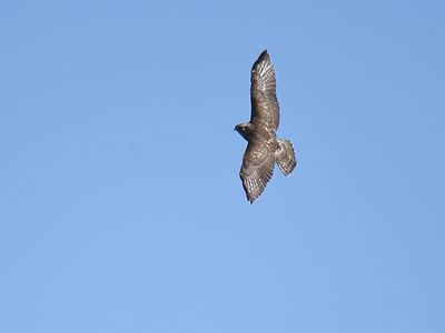 broad-winged hawk BRD8015.JPG