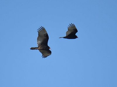 turkey vulture BRD7987.JPG