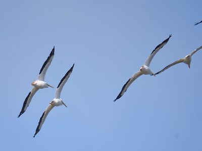 white pelican BRD7978.JPG