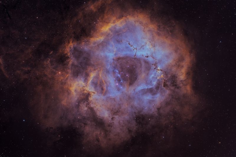 rosette 3-3 copy.jpg