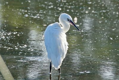 3F8A9600 Reddish Egret White morph.jpg