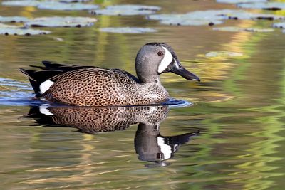 3F8A6700 Blue-winged Teal.jpg