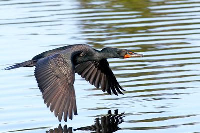 3F8A5526 Double- crested Cormorant.jpg