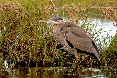 3F8A3512 Great Blue Heron imm.jpg