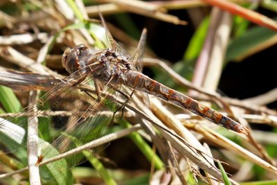 Florida Dragonflies