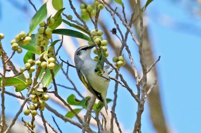 3F8A7350 Brewster's Warbler.jpg