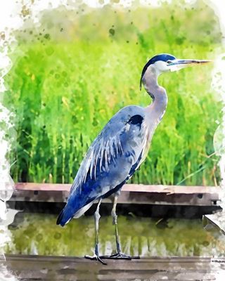 AI bird 4.jpg