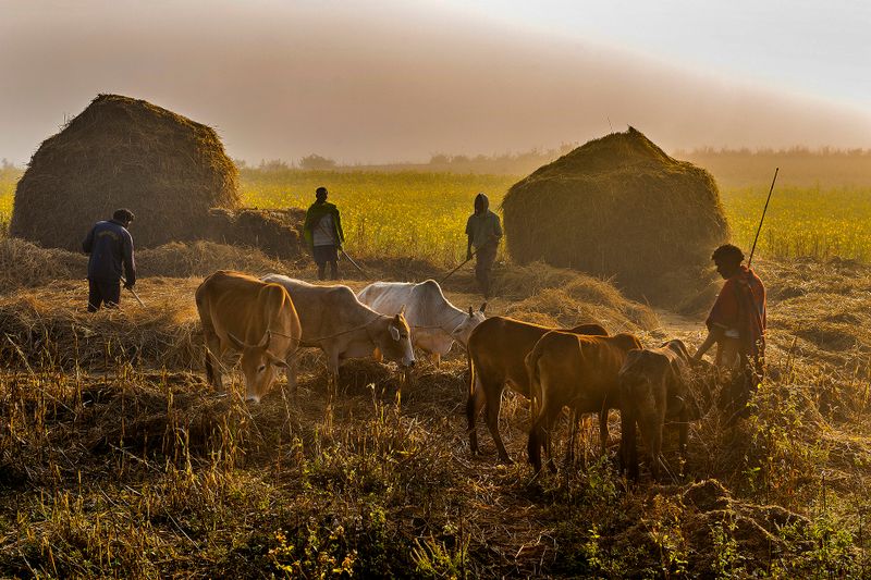 MORNING AT THE FIELDS.jpg