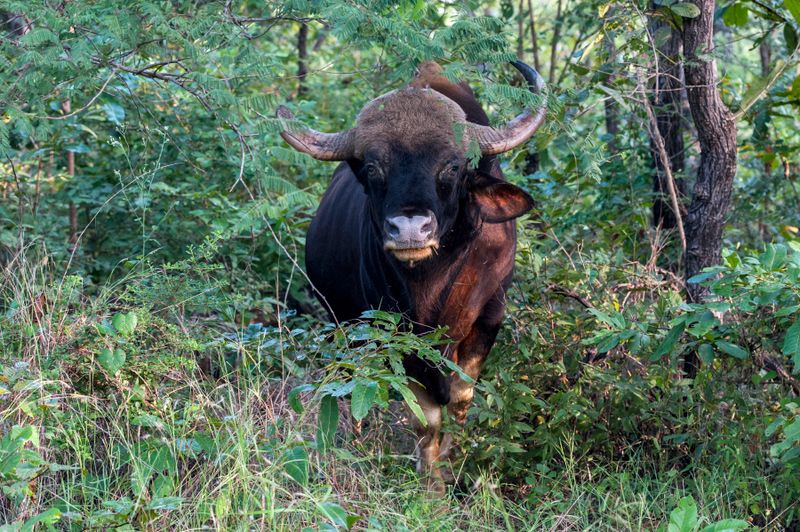 BISON HEADON.jpg