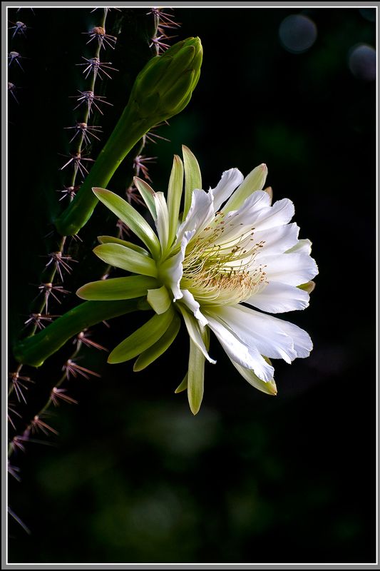 cactus flower.jpg
