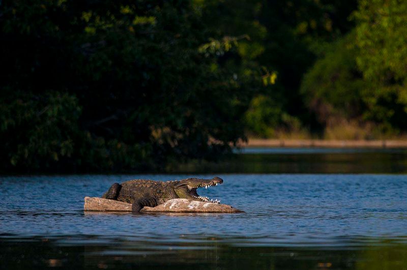 croc ina river.jpg