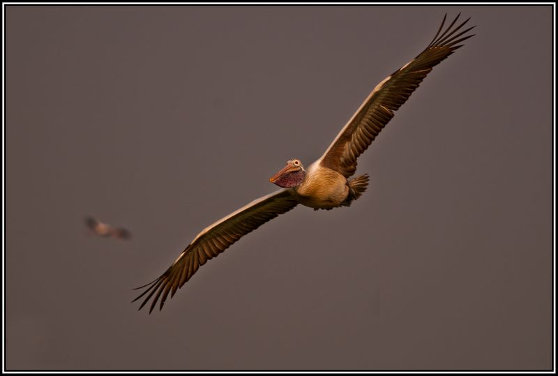 flying pelican.jpg