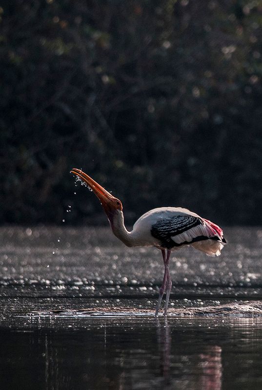 Painted Stork drinking water NP3.jpg