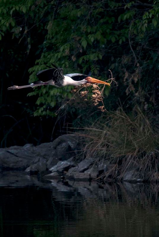 painted stork with nesting material.jpg