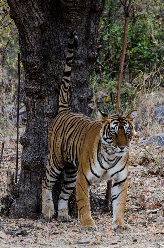 TIGER MARKING TERRITORY  NP1.jpg