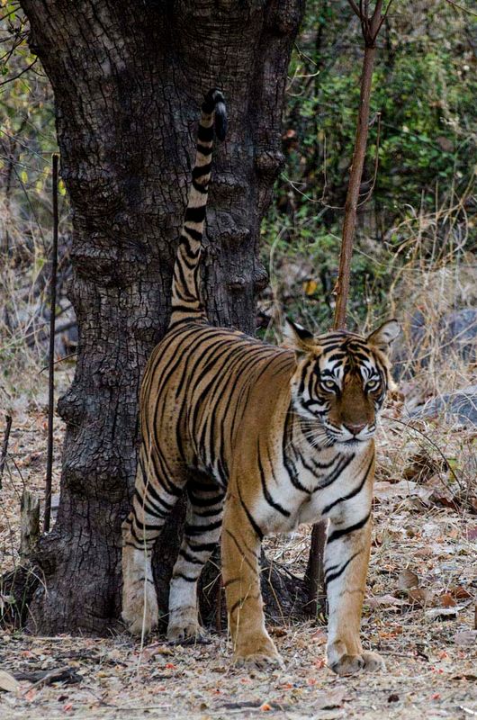 tiger marking territory.jpg