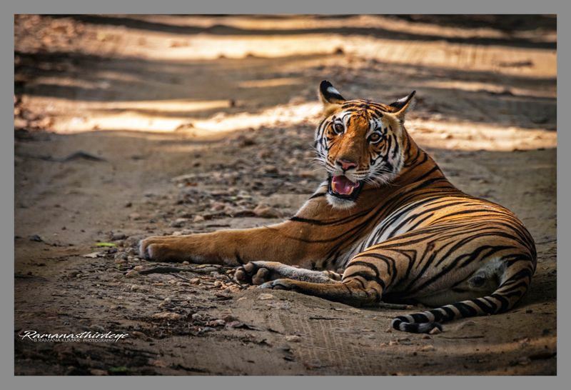 kanha_tiger_safari