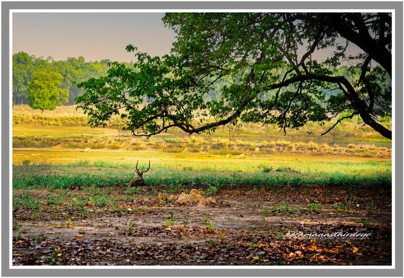 kanha_tiger_safari