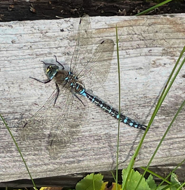 PAW26 - In September Sun