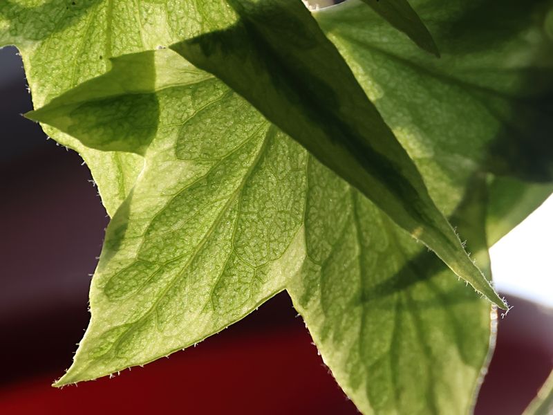 PAW3 - Ivy in Sun