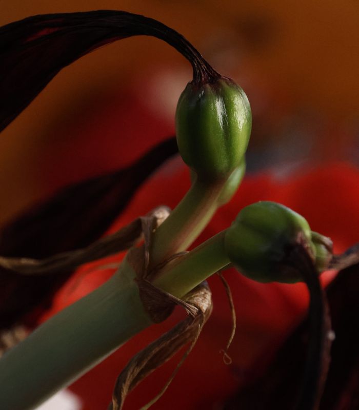 PAW4 - Amaryllis in Eclipse