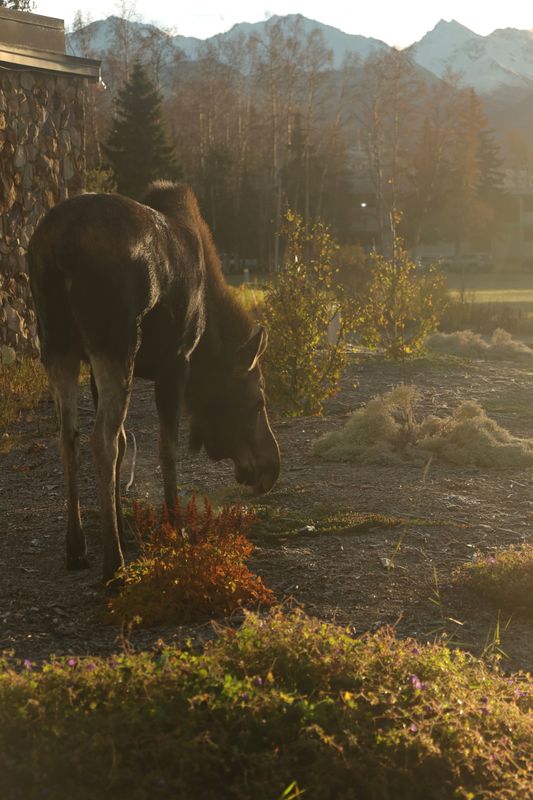 PAW10 - Moose Breakfast