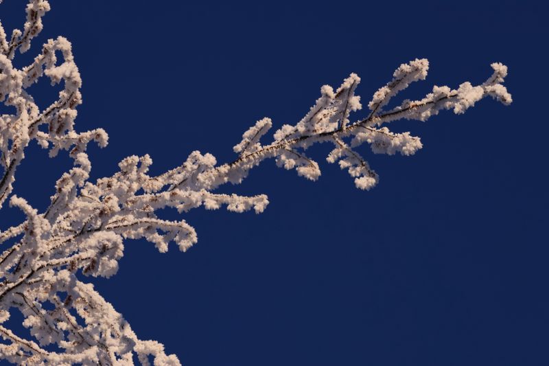 PAW12 -  Hoarfrost on a Bluebird Sky