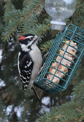 PAW33 - Downy Woodpecker