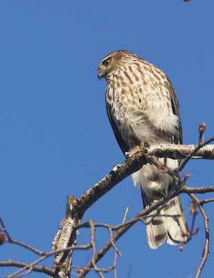 PAW4A - Cooper's Hawk