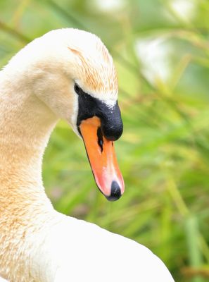 PAW9 - Tredegar House Swan