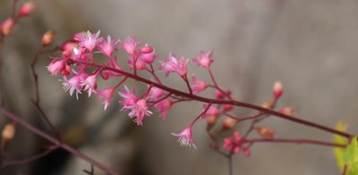 PAW10 - Caerleon Coral Bells