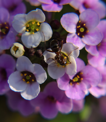 PAW20 - Ant on Alyssum