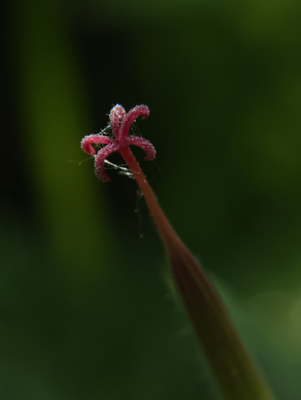 PAW21 - Cranesbill Geranium Tip