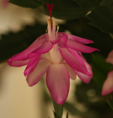 PAW23 - Christmas Cactus