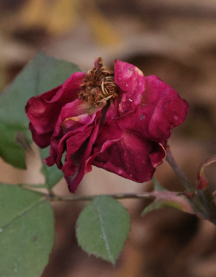 PAW25 - Last Rose