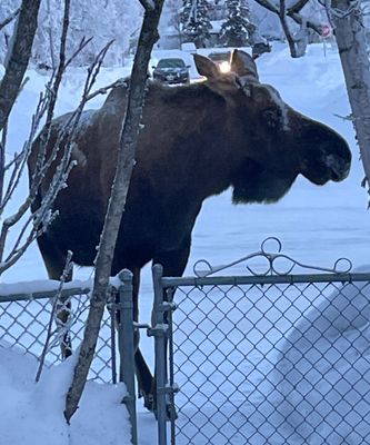 PAW1 - Moose at Gate