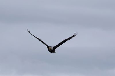 PAW15 - Eagle