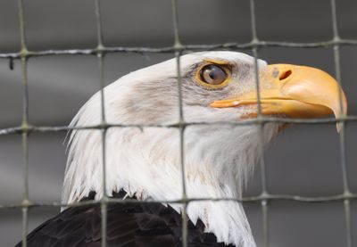 PAW16 - July Eagle