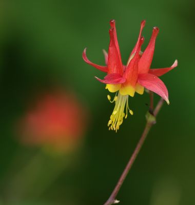 PAW18 - Columbine