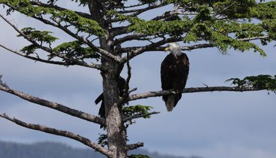 PAW19 - August Eagle