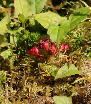 PAW20 - Roundleaf Sundew