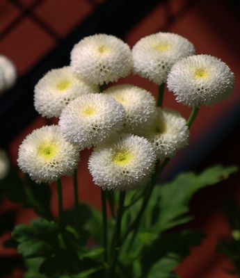 PAW21 - Feverfew