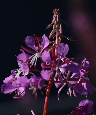 PAW22 - Fireweed