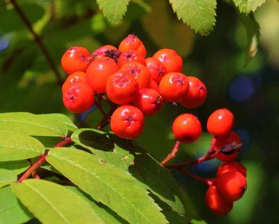 PAW24 -  Mountain Ash