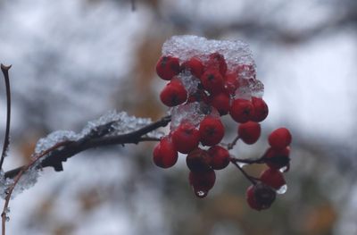 PAW27 - Berry Snow