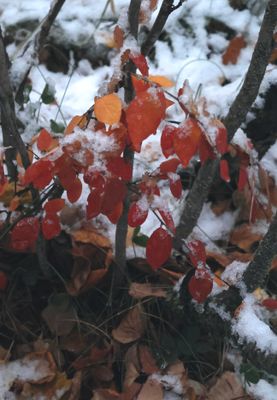 PAW28 - Snow and Color
