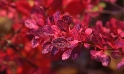 PAW29 - Berberis thunbergi