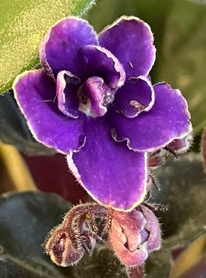 PAW32 - December Violet